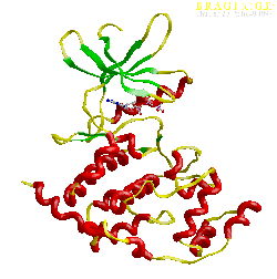 Protein Kinase CK2