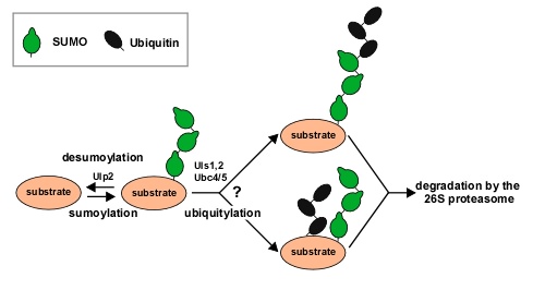 ULS pathway2