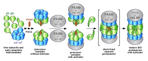 proteasome assembly