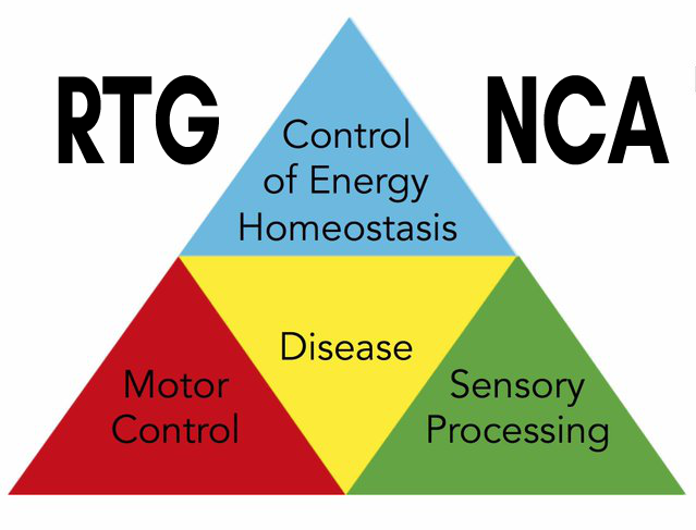 RTG-NCA - Research Training Network - Neural Circuit Analysis