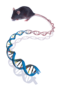 mouse_tail, Illustration of mouse's tail that transforms into a strand of DNA, Credit to Darryl Leja, NHGRI December 3, 2002
