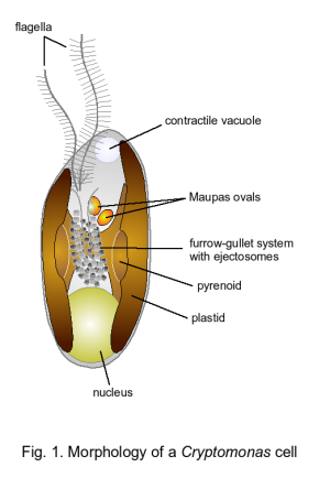 graphics 
of a Cryptomonas cell