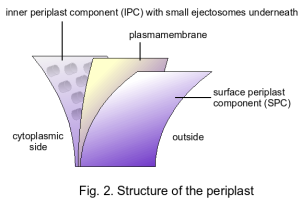 graphics of the cryptophyte cell 
surrounding