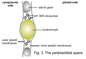 graphics of the periplastidial space