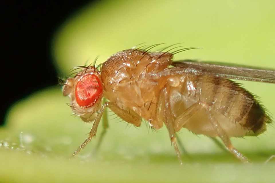 Drosophila Fliege
