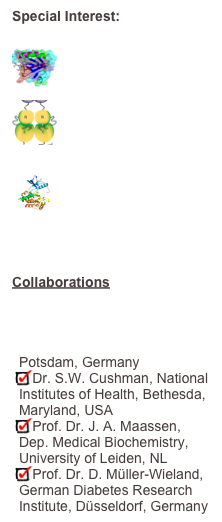 Special Interest:

￼The dual Kinase Activity of the IR and IGF-1￼
Hybrid-Kinases

￼Establishing of Peptide-Kinase-Inhibitores via Phage Display

Collaborations

Dr. H. Al-Hasani, Deutsches Institut für Ernährungsforschung, Potsdam, Germany
Dr. S.W. Cushman, National Institutes of Health, Bethesda, Maryland, USA
Prof. Dr. J. A. Maassen, Dep. Medical Biochemistry, University of Leiden, NL
Prof. Dr. D. Müller-Wieland, German Diabetes Research Institute, Düsseldorf, Germany