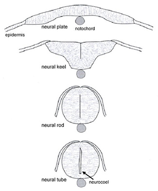 zf-fig1