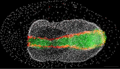 Fig1_Tribolium ventral genes