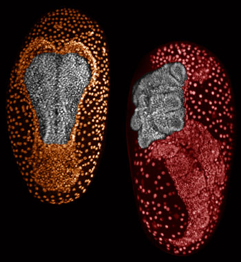 Dorsocross RNAi