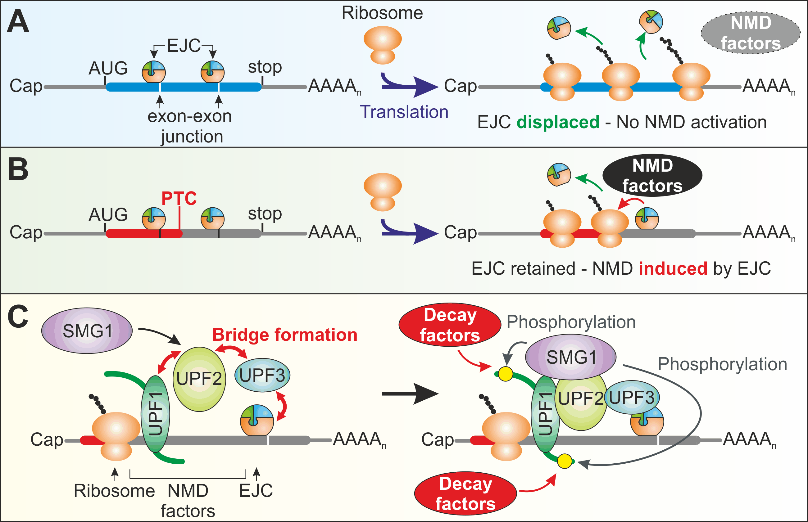 NMD pathway