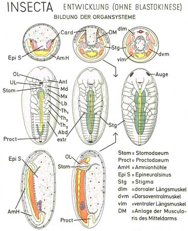 A036