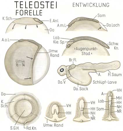 A042
