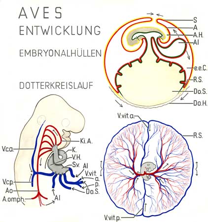 A046