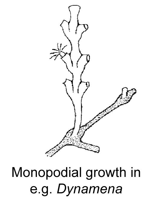 mono1