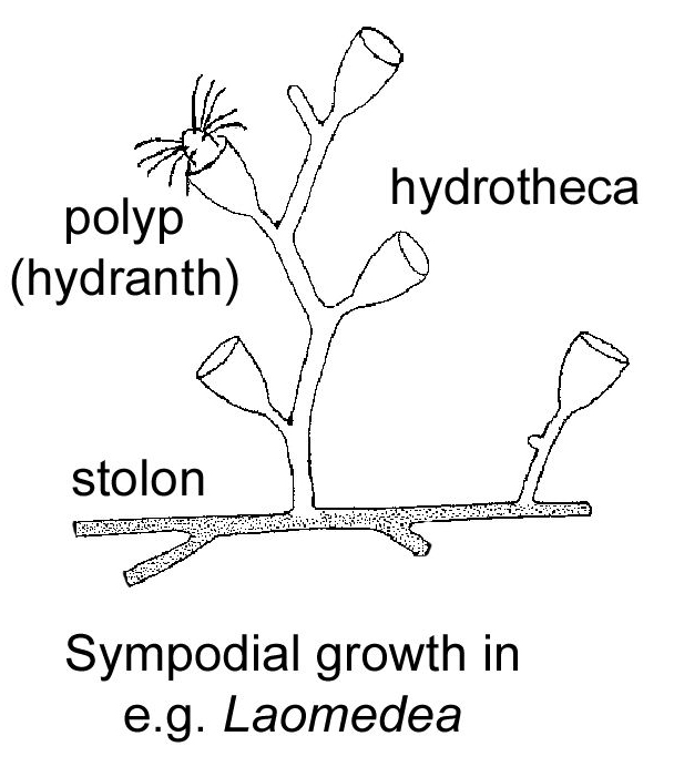 sympodial