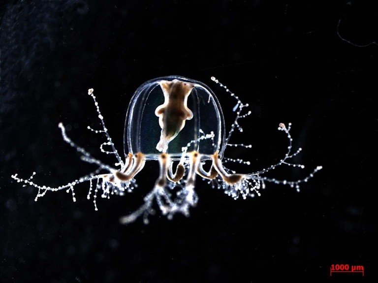 cladonema