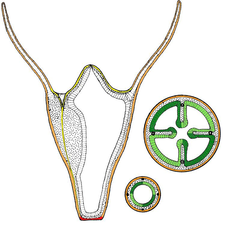 schypho_schema_compartments