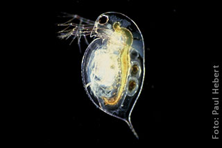 Wasserfloh