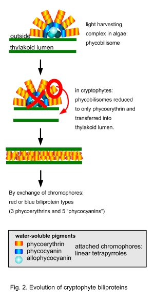 evolution of the cryptophyte plastid