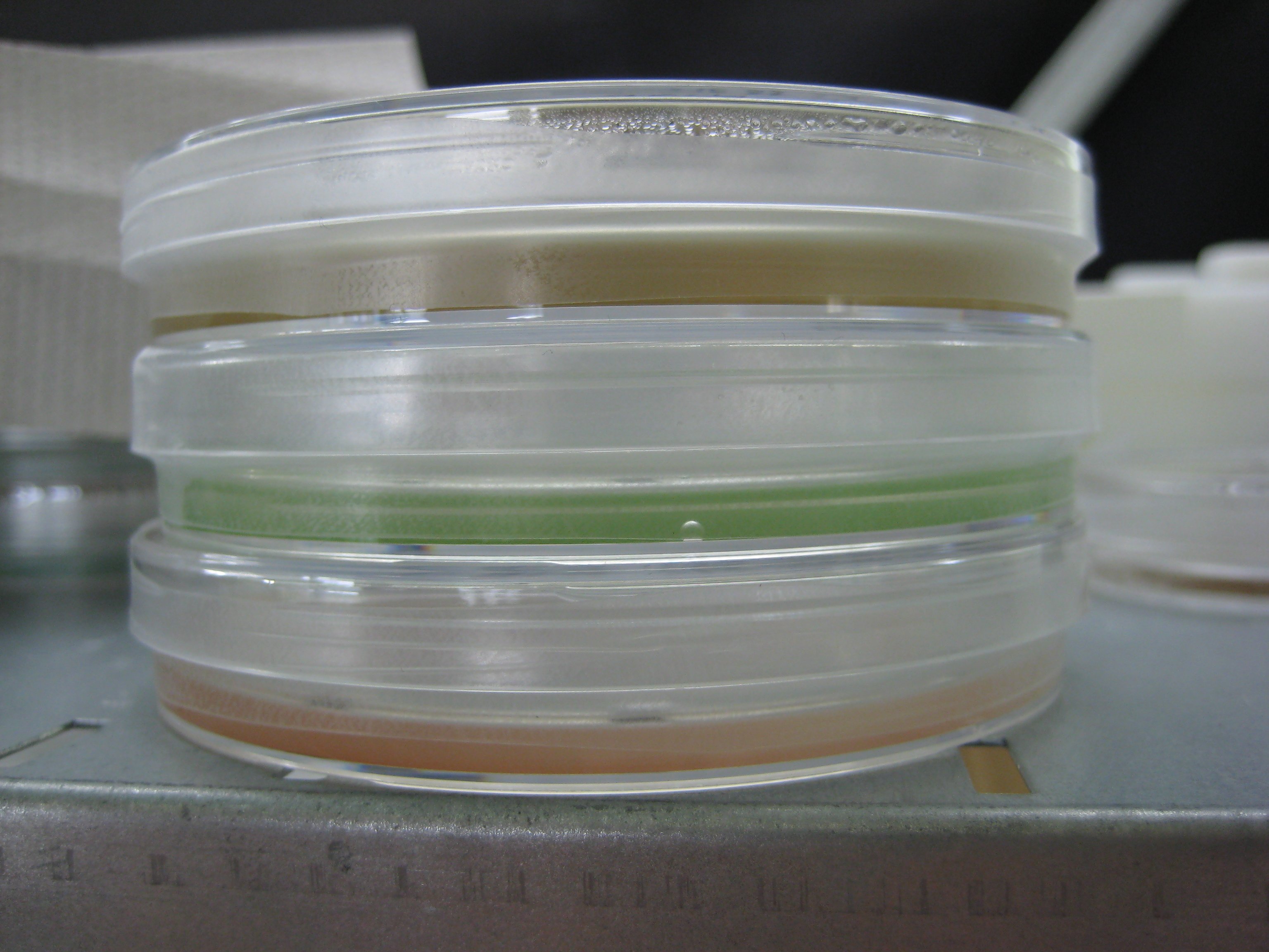 photo of cryptophyte cultures grown in petri dishes