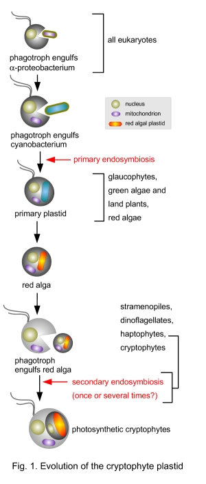 evolution of the cryptophyte plastid
