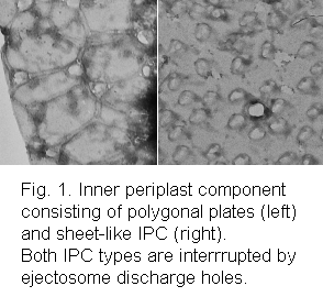 Different types of inner periplast components